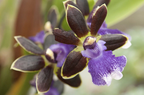 Close up of a brown and purple orchid, Zygopetalum species.; Wellesley, Massachusetts. Poster Print by Darlyne Murawski (17 x 11)