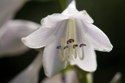 Close up of a lavender-colored hosta flower.; Brewster, Cape Cod, Massachusetts. Poster Print by Darlyne Murawski (17 x 11)