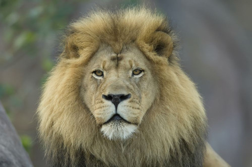 Portrait of an African lion (Panthera leo) at the Sedgwick County Zoo; Wichita, Kansas, United States of America Poster Print by Joel Sartore Photography (17 x 11)