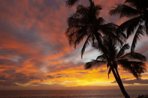 Stunning, tropical sunset over the Pacific Ocean with silhouette of palm trees on a beach in Kihei; Kihei, Wailea, Maui, Hawaii, United States of America Poster Print by Ron Dahlquist (19 x 12)