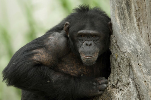 Portrait of a Chimpanzee (Pan troglodytes) at the Sunset Zoo; Manhattan, Kansas, United States of America Poster Print by Joel Sartore Photography (17 x 11)