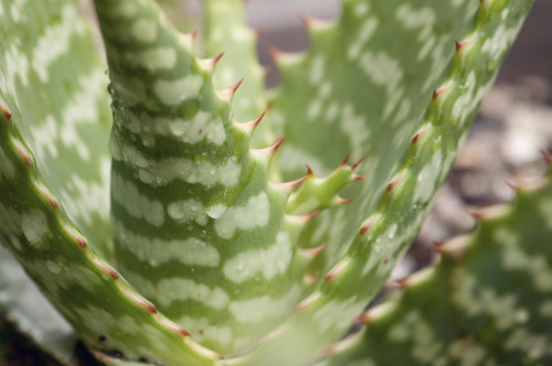 Closeup of the base of an aloe plant.; Wellesley, Massachusetts. Poster Print by Darlyne Murawski (17 x 11)
