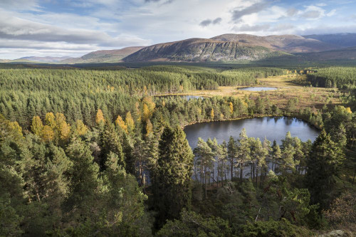 Uath Lochans in the Cairngorms National Park. Poster Print by Loop Images Ltd. (17 x 11)