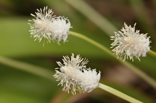Close up of a flowering grass, Cymophyllus fraserianus, in bloom.; Framingham, Massachusetts. Poster Print by Darlyne Murawski (17 x 11)