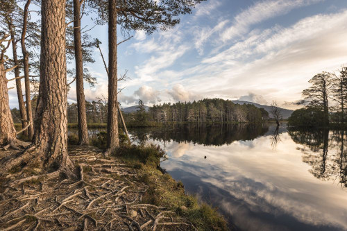 Scots pine on Loch Mallachie in Scotland. Poster Print by Loop Images Ltd. (17 x 11)