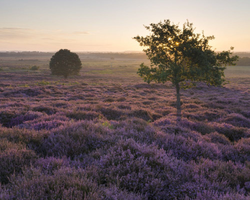 Beautiful heather at Roydon Common in Norfolk. Poster Print by Loop Images Ltd. (17 x 14)