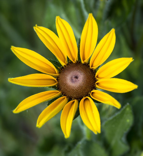 Yellow daisy. Poster Print by Loop Images Ltd. (13 x 14)