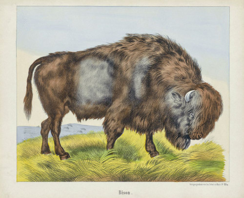 A Bison.  After a 19th century print. Poster Print by Ken Welsh (16 x 13)