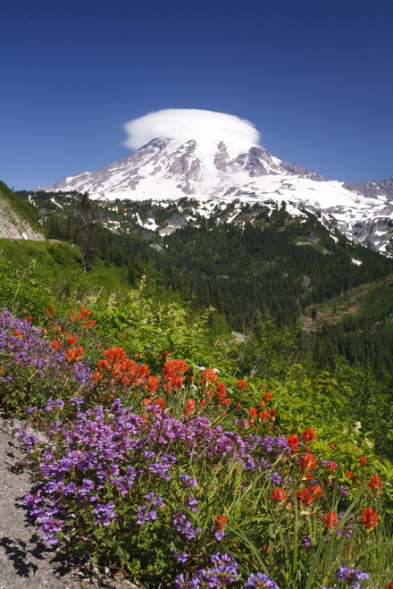 Wildflowers growing in an alpine meadow with a snow-capped Mount Rainier in the background, Mount Rainier National Park; Washington, United States of America Poster Print by Craig Tuttle (11 x 17)