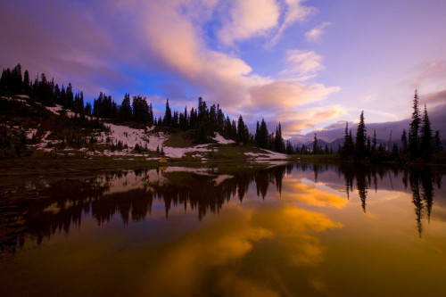 Mount Rainier and forest reflected in Tipsoo Lake at sunrise, Mount Rainier National Park; Washington, United States of America Poster Print by Craig Tuttle (17 x 11)
