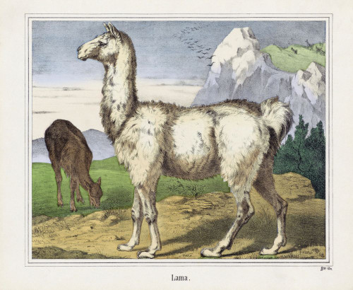 A Llama or Lama.  After a 19th century print. Poster Print by Ken Welsh (15 x 12)