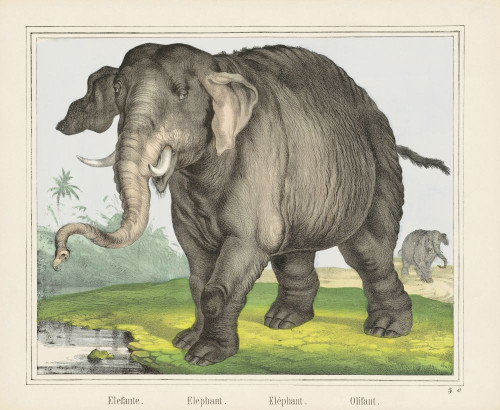 An Elephant.  After a 19th century print. Poster Print by Ken Welsh (15 x 13)