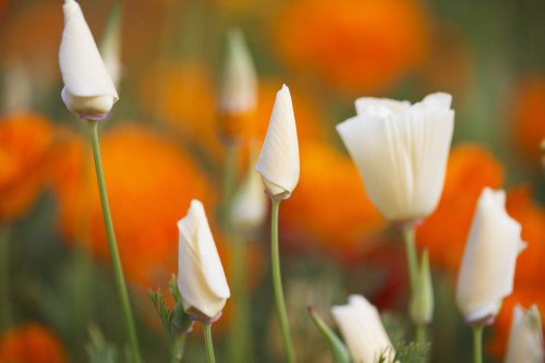 Close-up of blossoming wildflowers in white and orange in the Columbia River Gorge National Scenic Area; Oregon, United States of America Poster Print by Craig Tuttle (17 x 11) Close-up of blossoming wildflowers in white and orange in the Columbia River Gorge National Scenic Area; Oregon, United States of America Poster Print by Craig Tuttle (17 x 11)