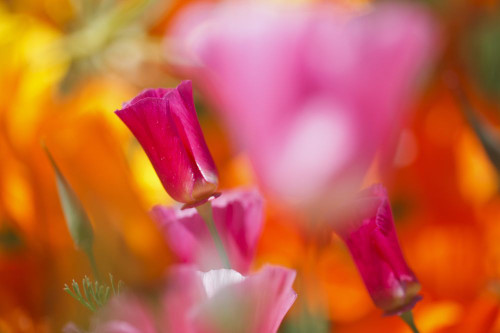 Close-up of blossoming wildflowers in pink and orange in the Columbia River Gorge National Scenic Area; Oregon, United States of America Poster Print by Craig Tuttle (17 x 11) Close-up of blossoming wildflowers in pink and orange in the Columbia River Gorge National Scenic Area; Oregon, United States of America Poster Print by Craig Tuttle (17 x 11)