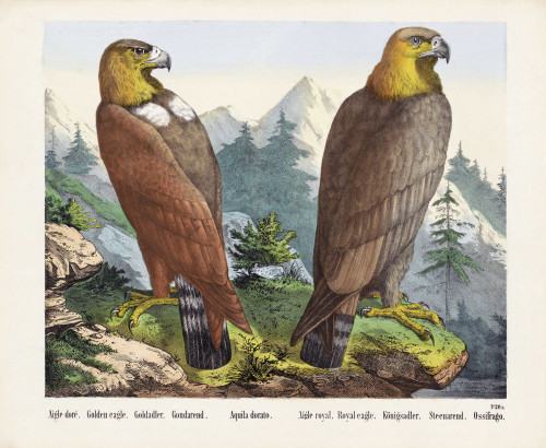 Two Golden Eagles.  After a 19th century print. Poster Print by Ken Welsh (16 x 13)