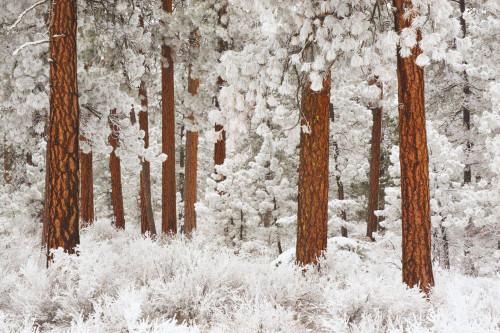 Snow-covered Ponderosa Pine trees (Pinus ponderosa), Mount Hood National Forest; Oregon, United States of America Poster Print by Craig Tuttle (17 x 11) Snow-covered Ponderosa Pine trees (Pinus ponderosa), Mount Hood National Forest; Oregon, United States of America Poster Print by Craig Tuttle (17 x 11)