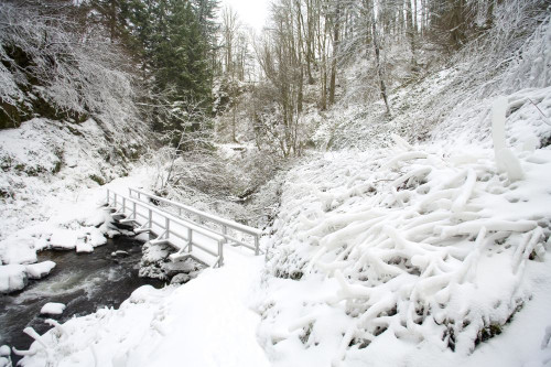 Trail and footbridge crossing a creek after a snowstorm by Latourell Falls in Columbia River Gorge Natural Scenic Area in Oregon, USA; Oregon, United States of America Poster Print by Craig Tuttle (17 x 11)
