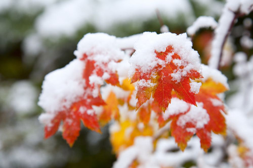 Close-up of snow on the autumn coloured foliage of a Vine Maple (Acer circinatum) in Mount Hood National Forest, Oregon Cascades, Oregon, USA; Oregon, United States of America Poster Print by Craig Tuttle (17 x 11)