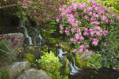 Waterfall and beautiful blossoming plants in the gardens of Crystal Springs Rhododendron Gardens; Portland, Oregon, United States of America Poster Print by Craig Tuttle (17 x 11)