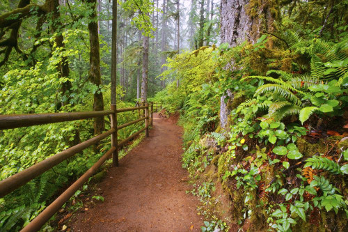 Trail in a lush forest in Silver Falls State Park; Oregon, United States of America Poster Print by Craig Tuttle (17 x 11)
