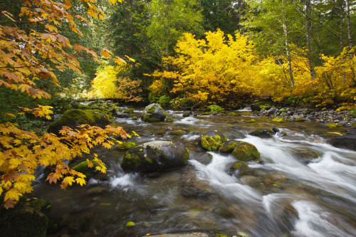 Autumn Colours Along Santiam River In Willamette National Forest; Oregon, United States of America Poster Print by Craig Tuttle (17 x 11)