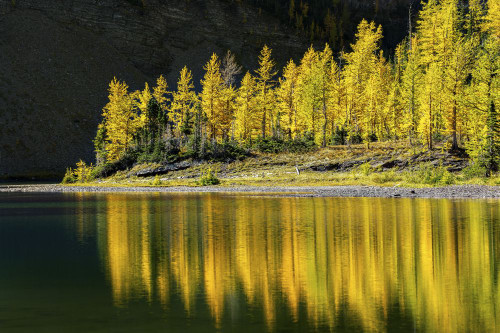 Glowing larch trees reflecting along a alpine lake shoreline with a dark cliff face in the background, Banff National Park; Banff, Alberta, Canada Poster Print by Michael Interisano (19 x 12)