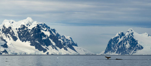 Two humpbacks (Megaptera novaeangliae) feed on krill on a beautiful summer day in Antarctica; Lemaire Channel, Antarctica Poster Print by Michael Melford (21 x 9)