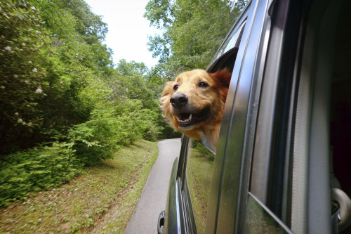 Dog enjoys a car ride by sticking it's head out the window Poster Print by Amy D. White (19 x 12)