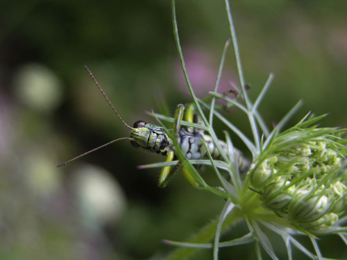 Grasshopper resting on a Queen Anne's lace flower (Daucus carota) Poster Print by Amy D. White (19 x 14)