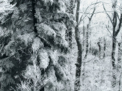Forest scene is frosted with snow and moody lighting Poster Print by Amy D. White (19 x 14)
