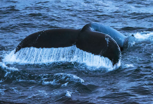 Fluke of a Humpback whale (Megaptera novaeangliae) with splashes as it dives from the surface in Antarctica; Antarctica Poster Print by Michael Melford (17 x 12)