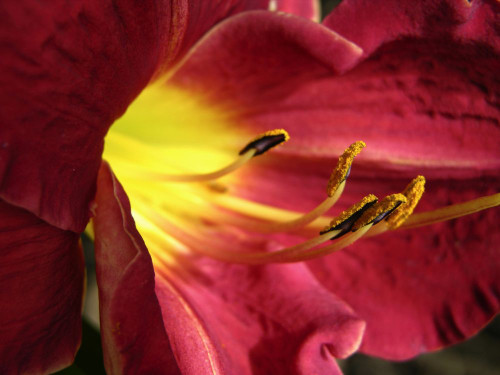 Close-up of a Lily with pollen on the anthers; North Carolina, United States of America Poster Print by Amy D. White (19 x 14)