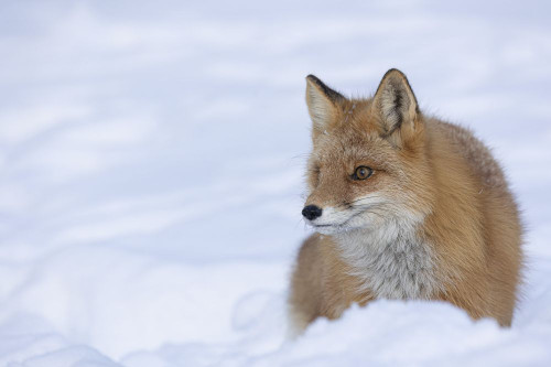 Portrait of a Red fox (Vulpes vulpes) in snow; Alaska, United States of America Poster Print by Phil Pringle (18 x 12)