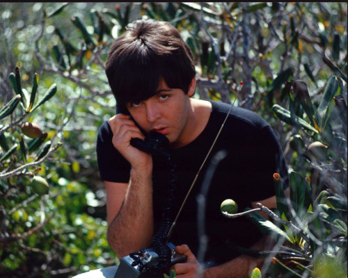 Paul Mccartney On Phone In Bushes Photo Print (8 x 10)