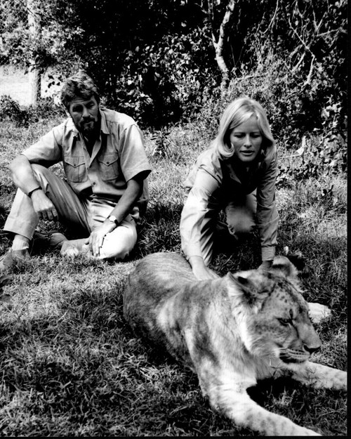Bill Travers And Virginia Mckenna With Lion In Born Free Black And White Photo Print (8 x 10)