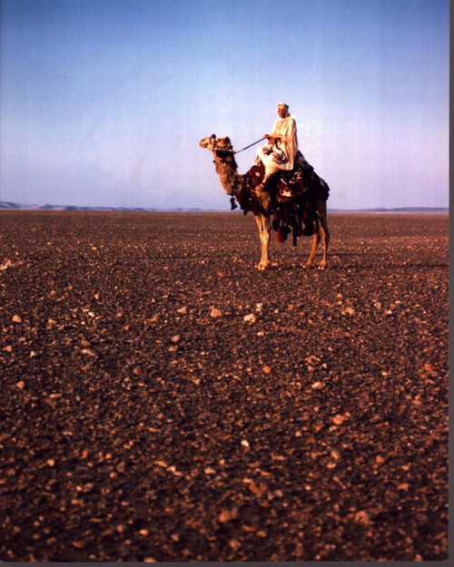 Peter O'Toole On Camel In Desert In Lawrence Of Arabia Photo Print (8 x 10)
