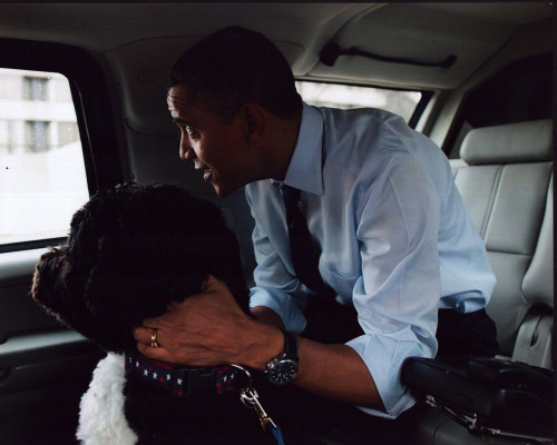 Barack Obama And Dog Bo In Car Photo Print