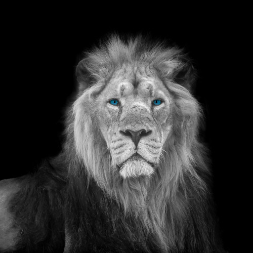 Blue eyes lion face Poster Print by Assaf Frank # AF202009211189C11G