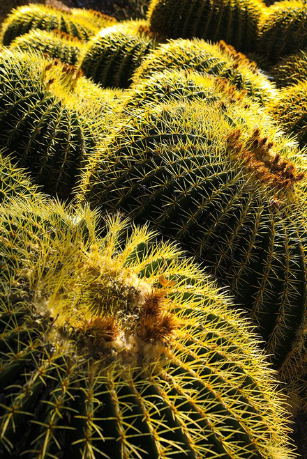 Apache Junction- Arizona- USA. Cactus Poster Print - Jolly Sienda