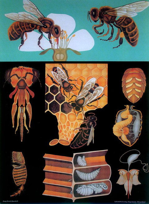 Bee Poster Print - Apple Collection Vintage