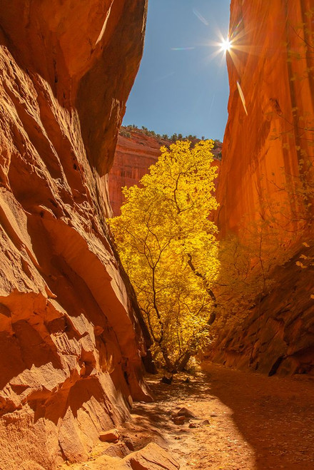 USA- Utah- Grand Staircase Escalante National Monument. Burr Trail and tree Poster Print - Gallery Jaynes