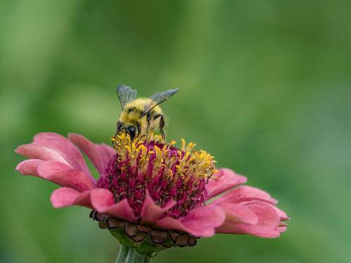 Usa-Washington State-Duvall. Honey bee on common zinnia. Poster Print - Images Merrill