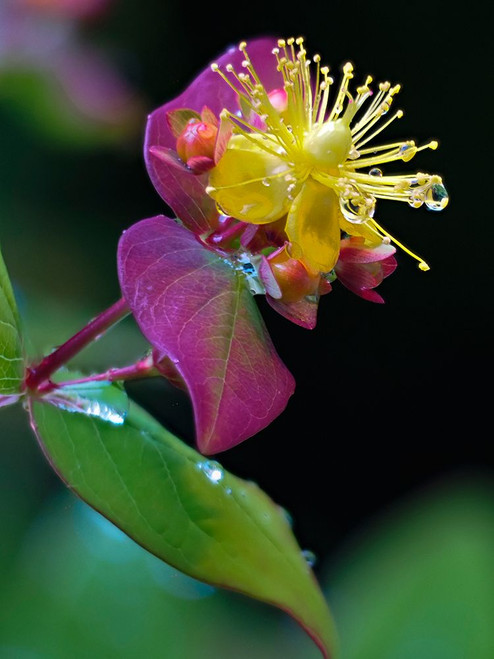 Usa-Washington State-Bellevue. Bellevue Botanical Garden. Tutsan Poster Print - Images Merrill