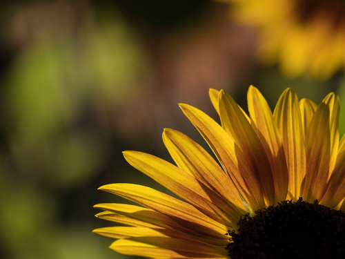 Usa-Washington State-Bellevue. Backlit common sunflower Poster Print - Images Merrill