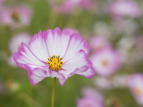 Usa-Washington State. Snoqualmie Valley-pink and white Garden cosmos in field on farm Poster Print - Images Merrill