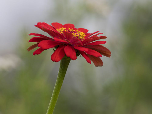 Usa-Washington State. Snoqualmie Valley-common Zinnia close-up Poster Print - Images Merrill