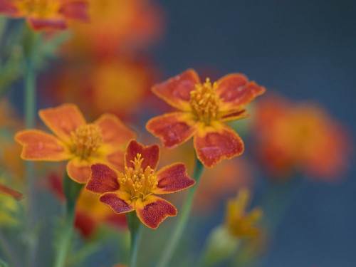 Usa-Washington State-Bellevue. Orange Mexican marigold flowers close-up Poster Print - Images Merrill