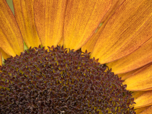 Usa-Washington State-Bellevue. Common sunflower close-up Poster Print - Images Merrill