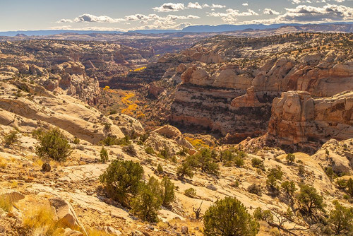 USA- Utah- Grand Staircase Escalante National Monument. Cliff and autumn cottonwood trees. Poster Print - Gallery Jaynes