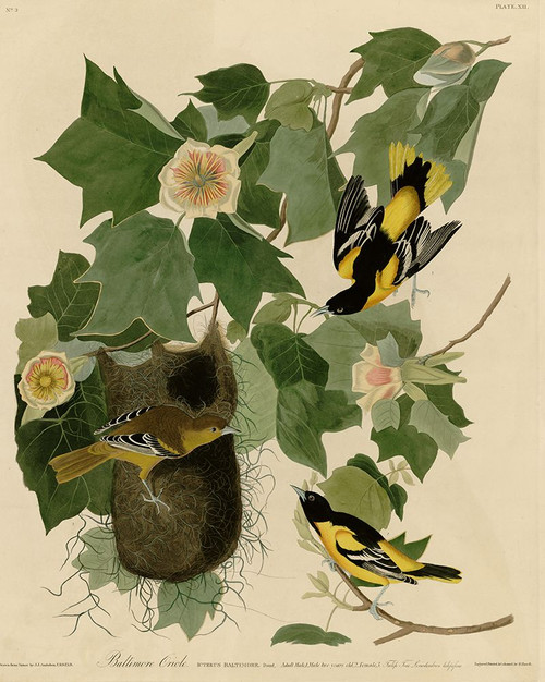 Baltimore Oriole Poster Print - Apple Collection Vintage